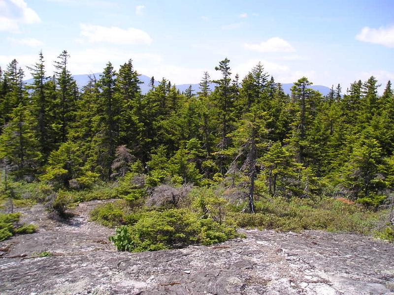 Meader (15).JPG - Beyond the trees to the west was the Carter Range. I was hoping for a better view in this direction.